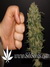 Thai Fantasy fem - феминизированные семена конопли от Kannabia Seeds