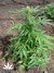 The Church fem - семена конопли от Green House Seeds