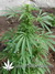 The Church fem - семена конопли от Green House Seeds