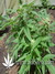 The Church fem - семена конопли от Green House Seeds