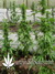 The Church fem - семена конопли от Green House Seeds