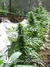 The Church fem - семена конопли от Green House Seeds