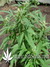 The Church fem - семена конопли от Green House Seeds