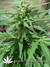 The Church fem - семена конопли от Green House Seeds