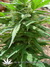 The Church fem - семена конопли от Green House Seeds