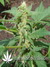 The Church fem - семена конопли от Green House Seeds