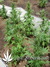 The Church fem - семена конопли от Green House Seeds