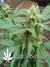 The Church fem - семена конопли от Green House Seeds
