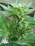 The Church fem - семена конопли от Green House Seeds