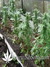 The Church fem - семена конопли от Green House Seeds