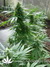 The Church fem - семена конопли от Green House Seeds