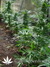 The Church fem - семена конопли от Green House Seeds