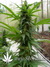 The Church fem - семена конопли от Green House Seeds