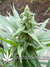 The Church fem - семена конопли от Green House Seeds