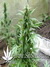 The Church fem - семена конопли от Green House Seeds
