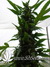 The Church fem - семена конопли от Green House Seeds