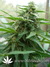 The Church fem - семена конопли от Green House Seeds