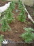 The Church fem - семена конопли от Green House Seeds