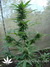 The Church fem - семена конопли от Green House Seeds