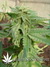 The Church fem - семена конопли от Green House Seeds