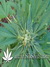 The Church fem - семена конопли от Green House Seeds