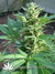 The Church fem - семена конопли от Green House Seeds