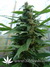 The Church fem - семена конопли от Green House Seeds