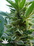 The Church fem - семена конопли от Green House Seeds