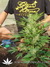 The Church fem - семена конопли от Green House Seeds