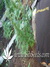 The Church fem - семена конопли от Green House Seeds