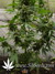 The Church fem - семена конопли от Green House Seeds