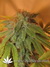 The Church fem - семена конопли от Green House Seeds