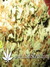 The Church fem - семена конопли от Green House Seeds