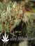 The Church fem - семена конопли от Green House Seeds
