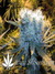 The Flying Dutchmen / The Pure - семена конопли от Flying Dutchmen