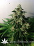 Think Different Auto fem - автофеминизированные семена конопли от Dutch Passion
