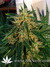 Think Different Auto fem - автофеминизированные семена конопли от Dutch Passion