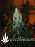 TrainWreck fem - семена конопли от Green House Seeds