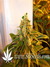 TrainWreck fem - семена конопли от Green House Seeds