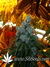 TrainWreck fem - семена конопли от Green House Seeds