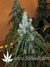 TrainWreck fem - семена конопли от Green House Seeds