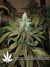 TrainWreck fem - семена конопли от Green House Seeds