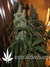 TrainWreck fem - семена конопли от Green House Seeds