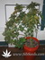 TrainWreck fem - семена конопли от Green House Seeds