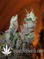 TrainWreck fem - семена конопли от Green House Seeds