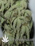 TrainWreck fem - семена конопли от Green House Seeds