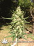 Urban Poison fem - феминизированные семена конопли от Nirvana Seeds