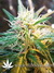 Urban Poison fem - феминизированные семена конопли от Nirvana Seeds
