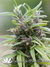 Urban Poison fem - феминизированные семена конопли от Nirvana Seeds