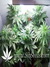 Vertigo auto fem - семена конопли от Paradise Seeds